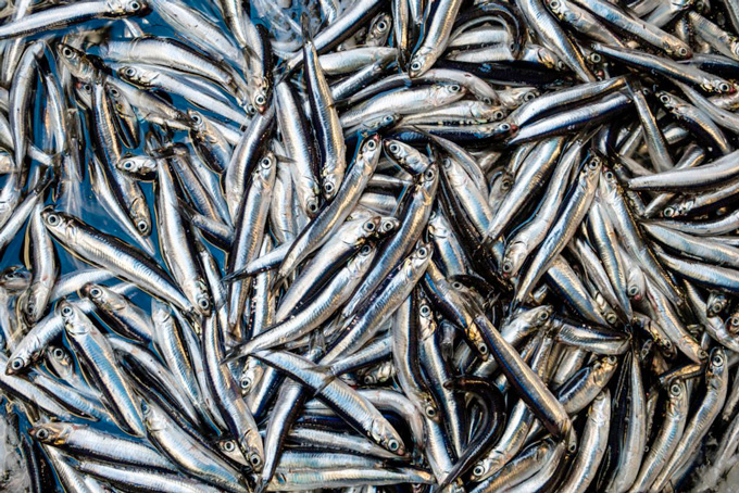 sardines collées
